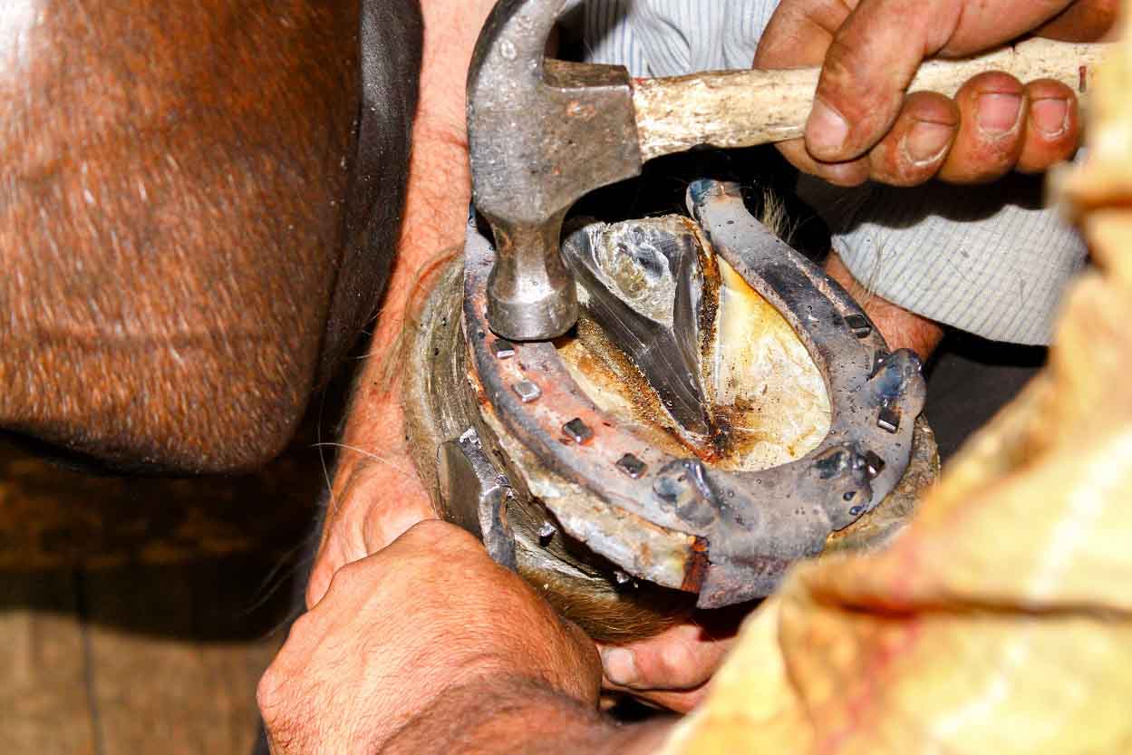 Changing Horse Hooves