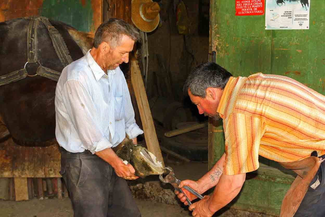 Shoeing a Horse