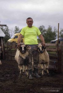 dairymen sheep milking by hand
