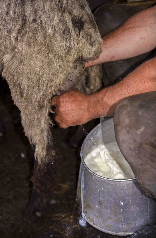 Sheep Milking By Hand