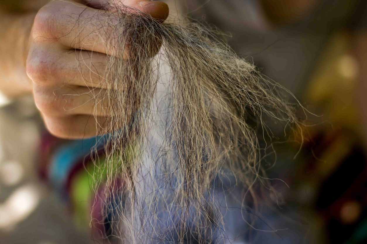 Combing Wool by Hand With Combs
