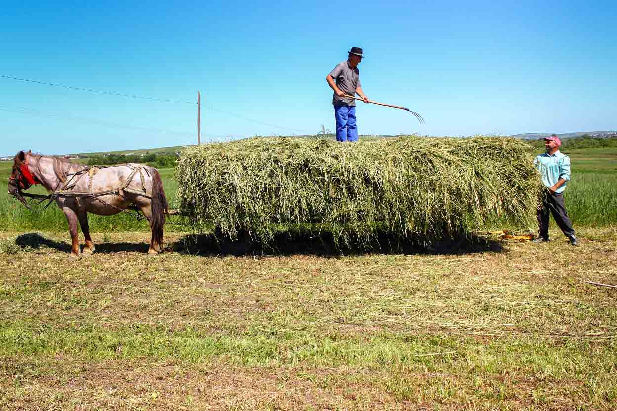 Loading Hay into Horse Drawn Vagon