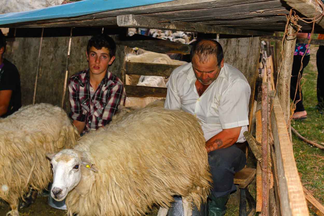 Milking Sheep by Hand in Rustic Sheepfold from Romanian Village