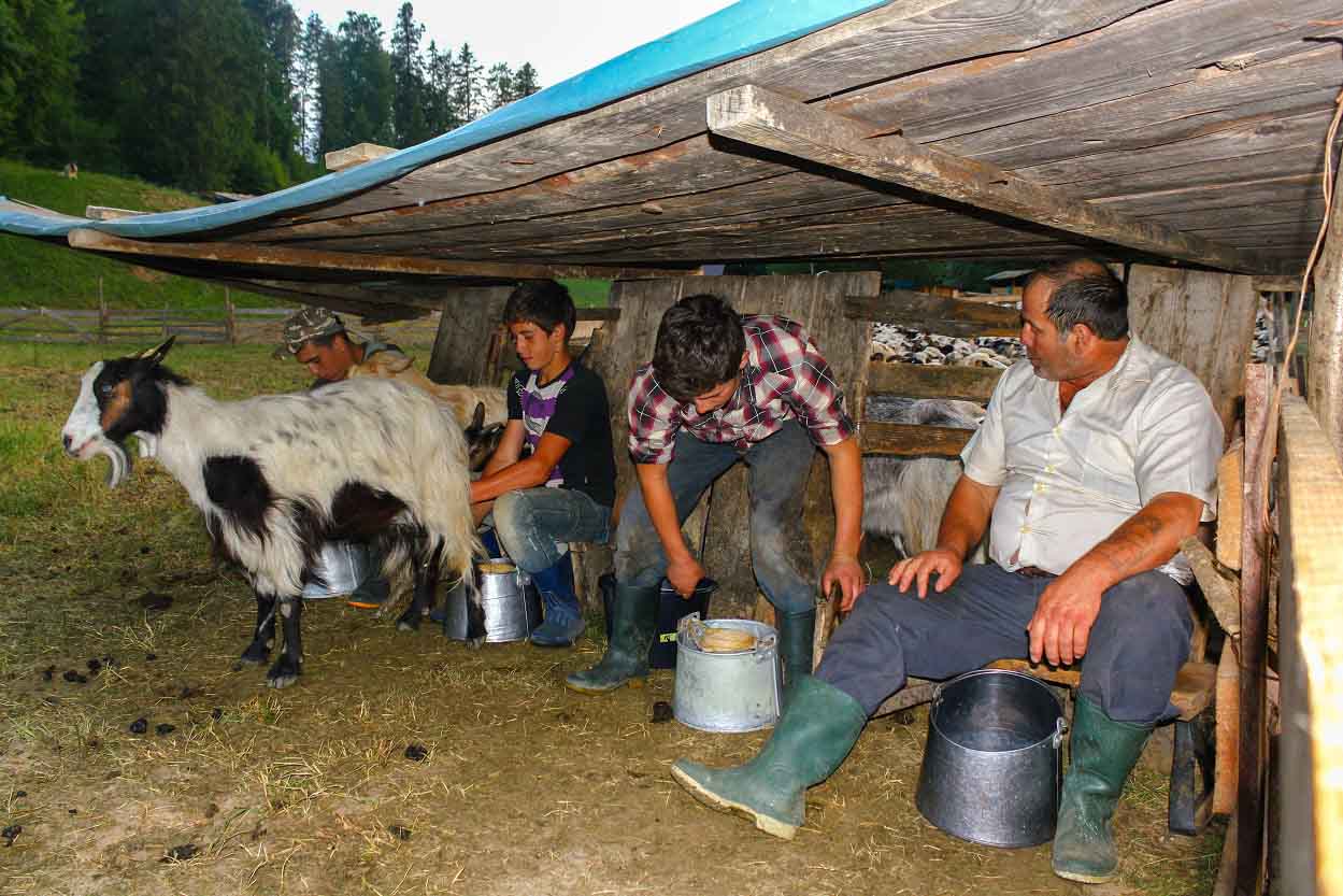 Milking Sheep by Hand in Rustic Sheepfold from Romanian Village