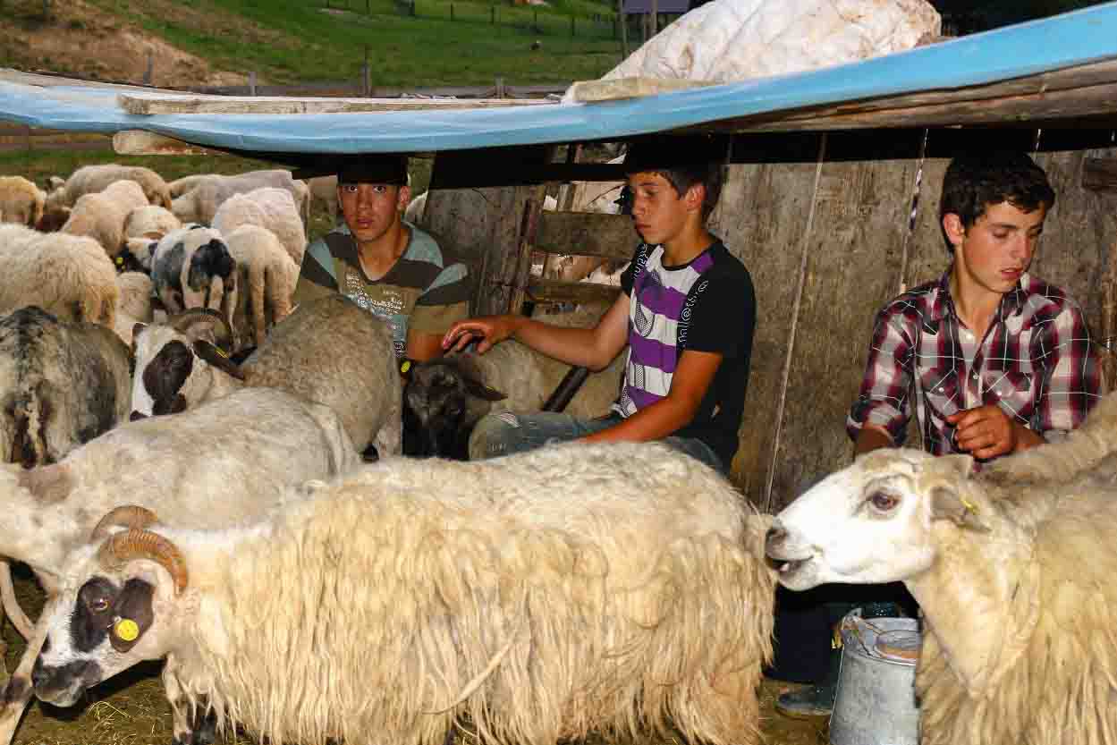 Milking Sheep by Hand in Rustic Sheepfold from Romanian Village