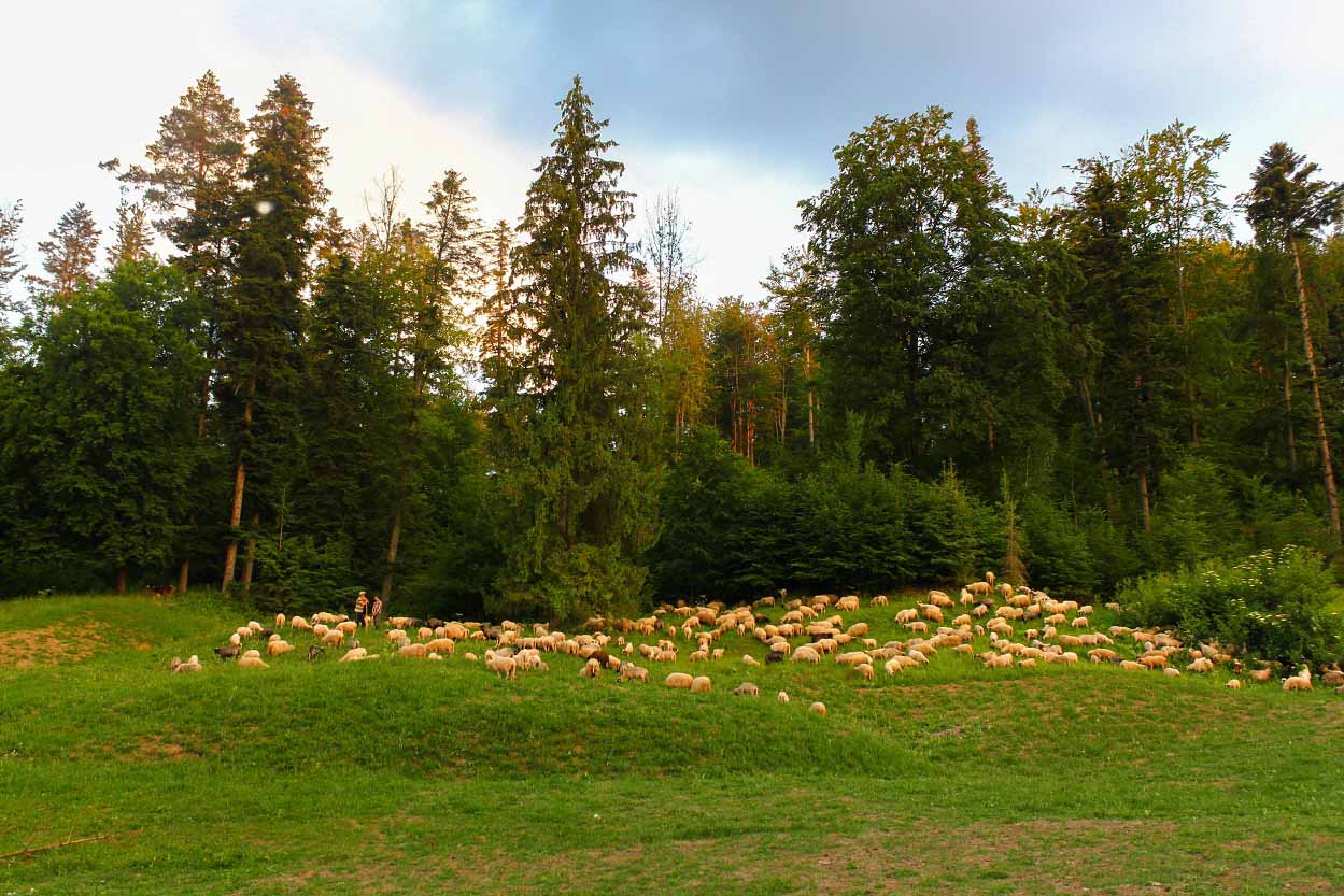 Romanian Traditional Sheepfold in Bucovina Stână