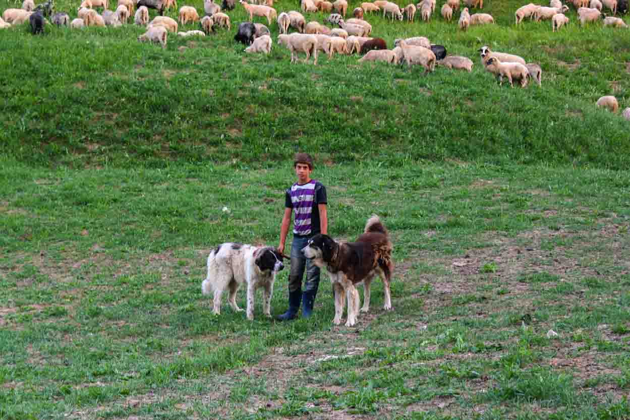 Romanian Traditional Sheepfold in Bucovina Stână