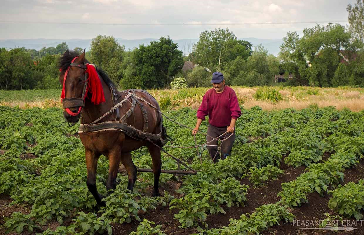 Weed Control Methods in Rural Romania