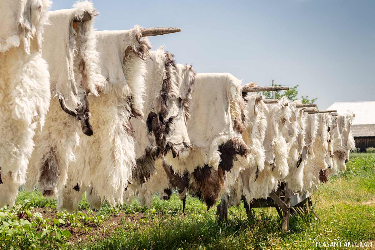 Leather Tanning Process from Sheepskin to Tanned Pelts and Hides