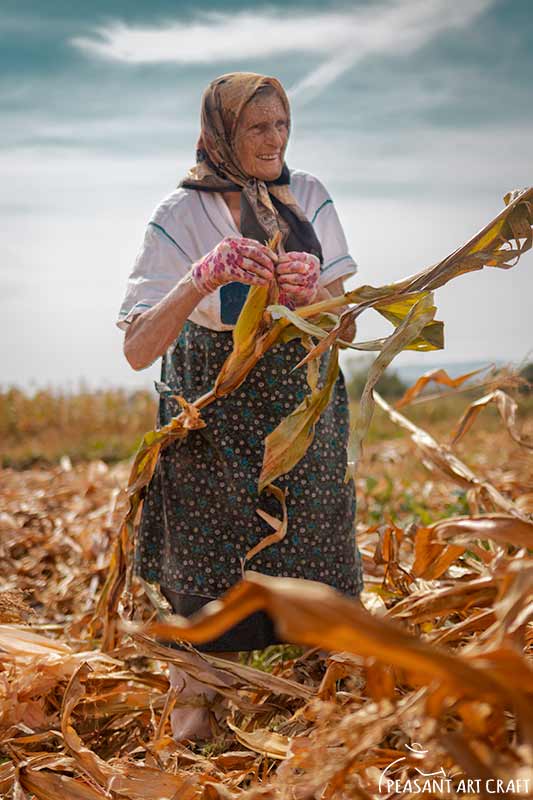 harvesting corn by hand