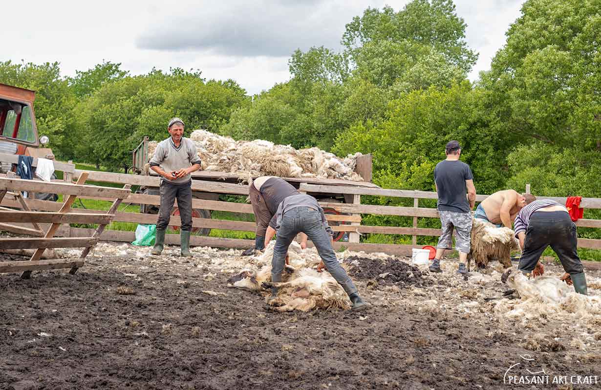 Sheep Shearing at Romanian Sheepfold