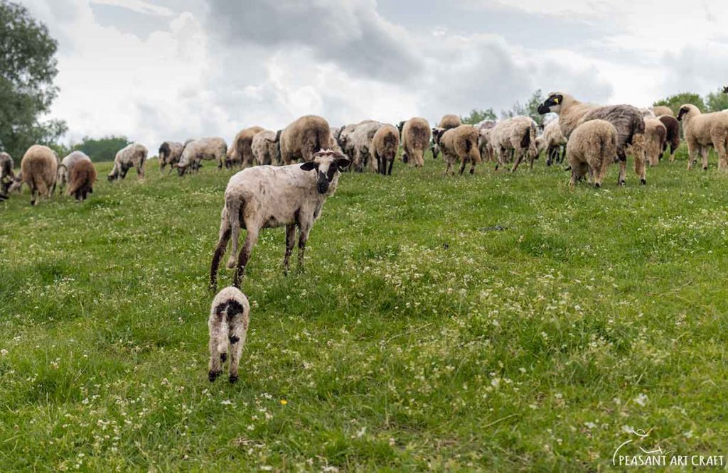 Sheep Shearing at Romanian Sheepfold