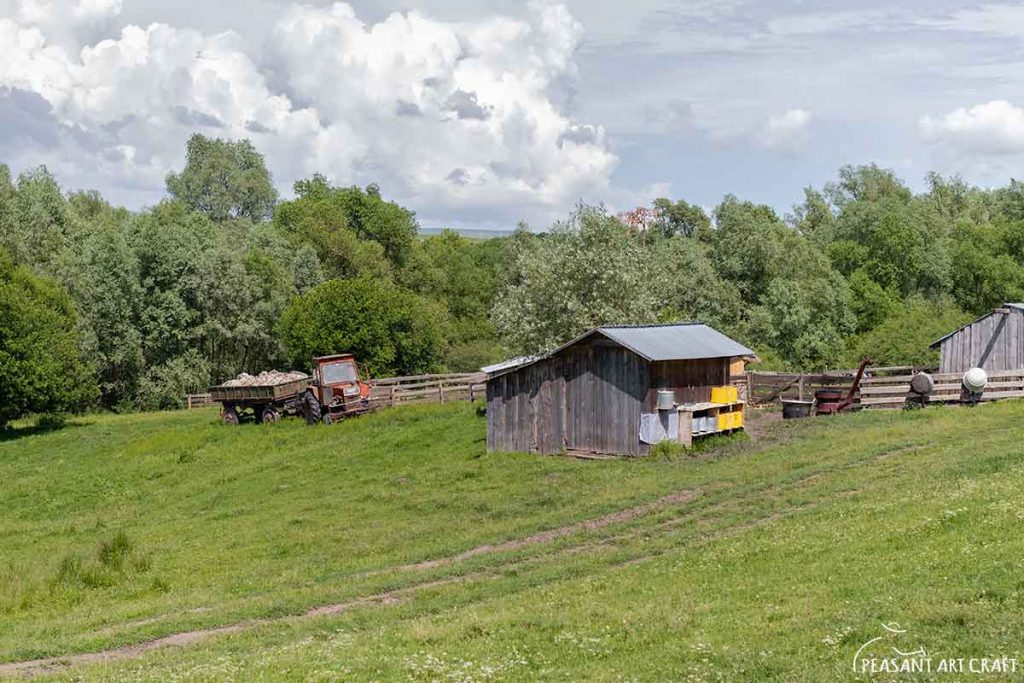 Sheep Shearing at Romanian Sheepfold