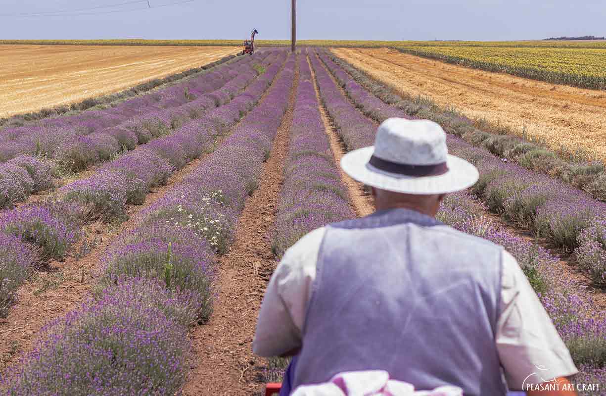 Lavender Harvest Oil Distillation