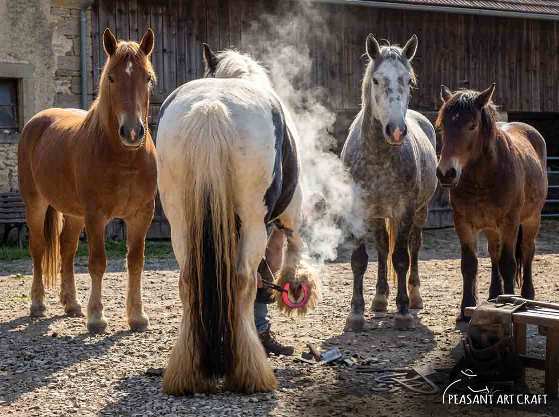 horseshoeing gipsy vanner